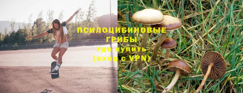 Псилоцибиновые грибы Psilocybine cubensis  где купить   Закаменск 